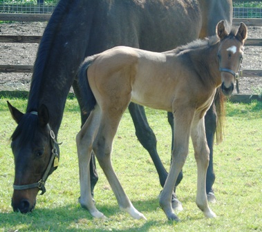 2019 colt by Lawman